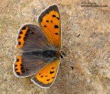 Small copper